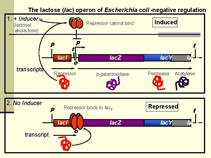 The lactose (lac) operon of Escherichia coli -negative regulation 1. + Inducer Induced Repressor