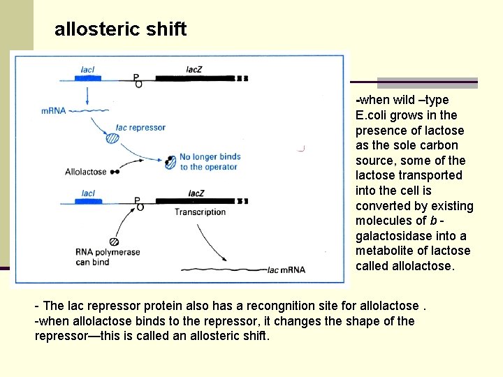 allosteric shift -when wild –type E. coli grows in the presence of lactose as