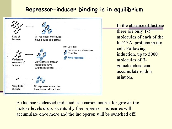 Repressor-inducer binding is in equilibrium In the absence of lactose there are only 1