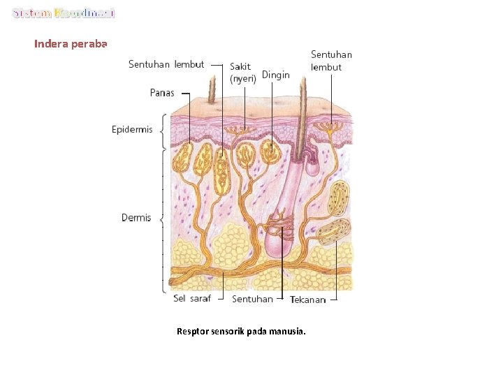 Indera peraba Resptor sensorik pada manusia. 