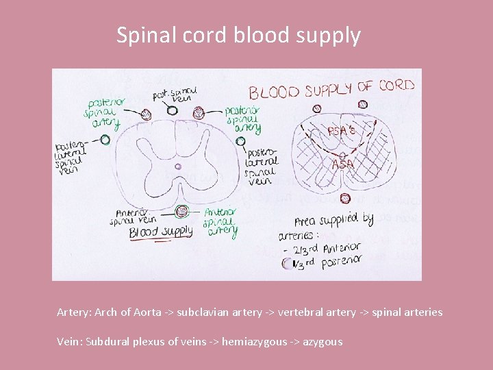 Spinal cord blood supply Artery: Arch of Aorta -> subclavian artery -> vertebral artery