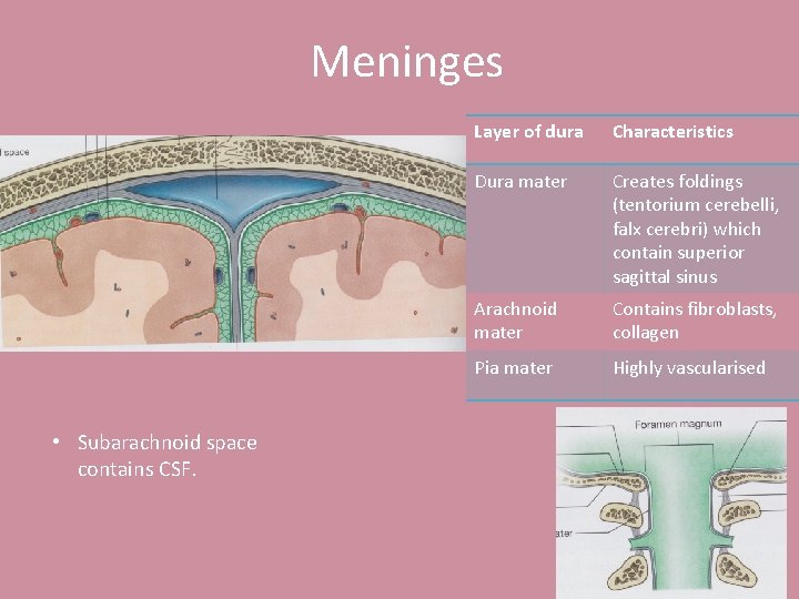 Meninges • Subarachnoid space contains CSF. Layer of dura Characteristics Dura mater Creates foldings