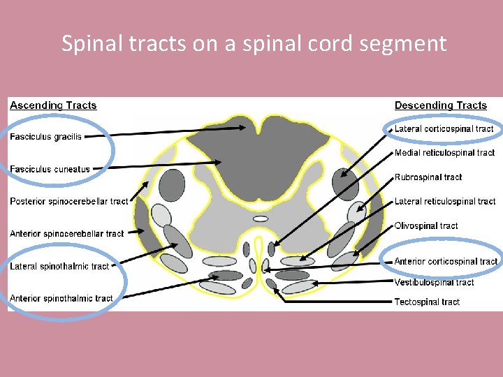 Spinal tracts on a spinal cord segment 