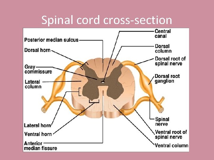 Spinal cord cross-section 