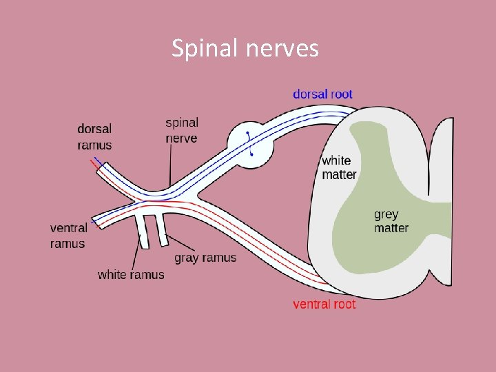 Spinal nerves 