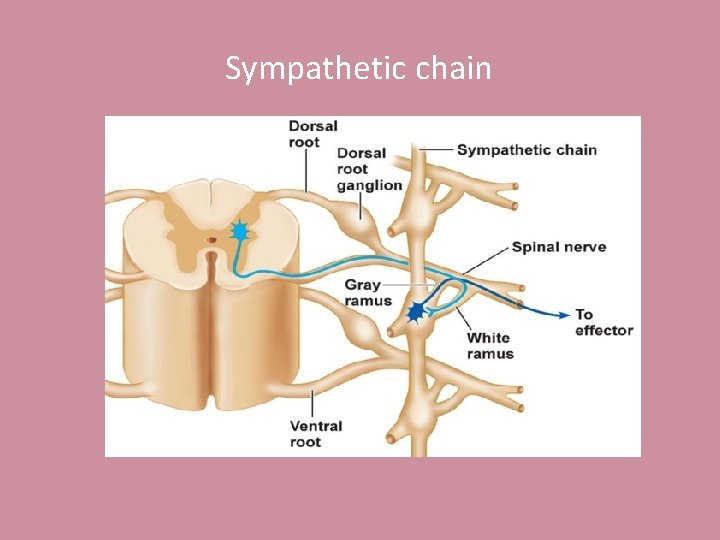 Sympathetic chain 