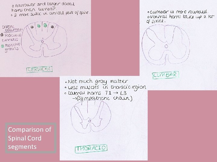 Comparison of Spinal Cord segments 