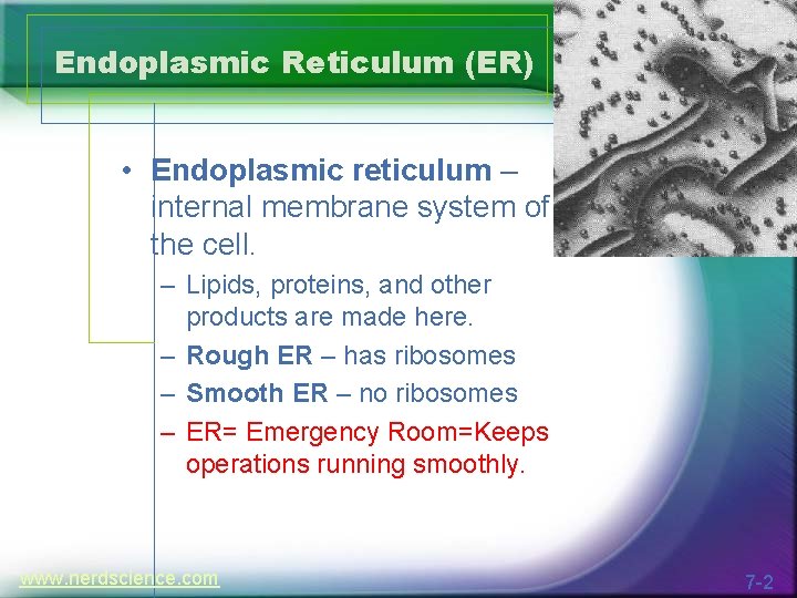 Endoplasmic Reticulum (ER) • Endoplasmic reticulum – internal membrane system of the cell. –
