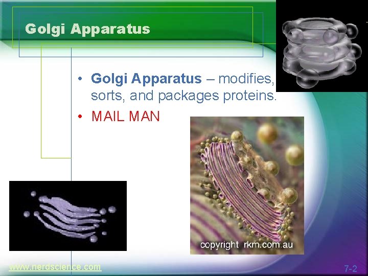 Golgi Apparatus • Golgi Apparatus – modifies, sorts, and packages proteins. • MAIL MAN