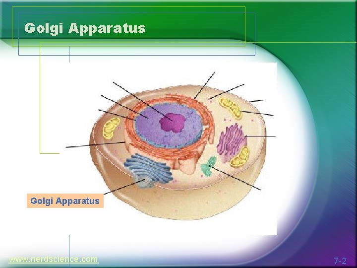 Golgi Apparatus www. nerdscience. com 7 -2 
