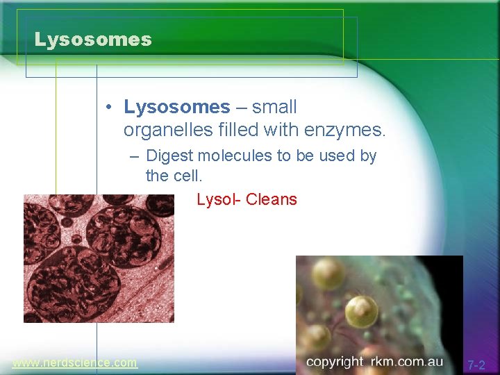 Lysosomes • Lysosomes – small organelles filled with enzymes. – Digest molecules to be