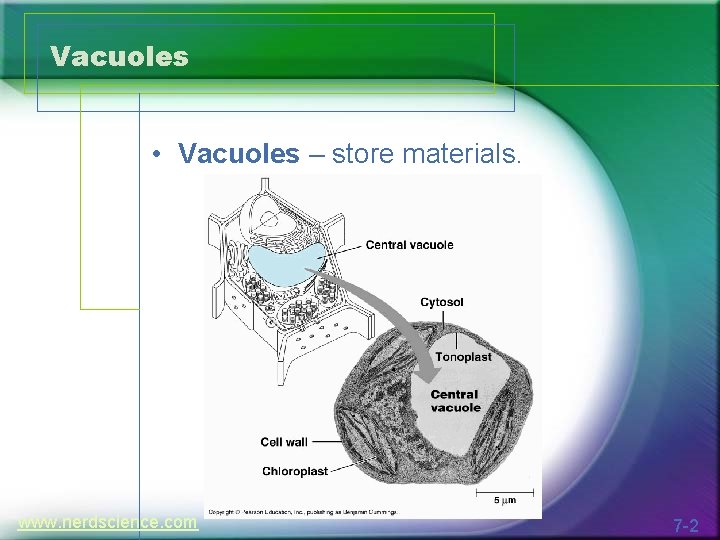 Vacuoles • Vacuoles – store materials. www. nerdscience. com 7 -2 