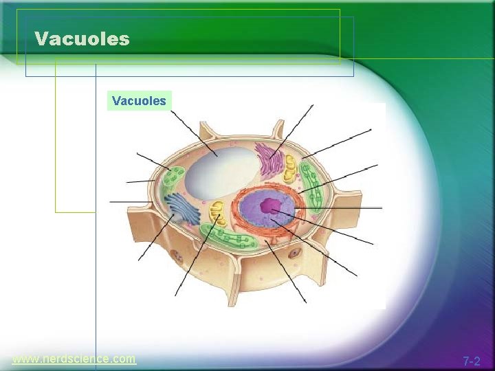 Vacuoles www. nerdscience. com 7 -2 