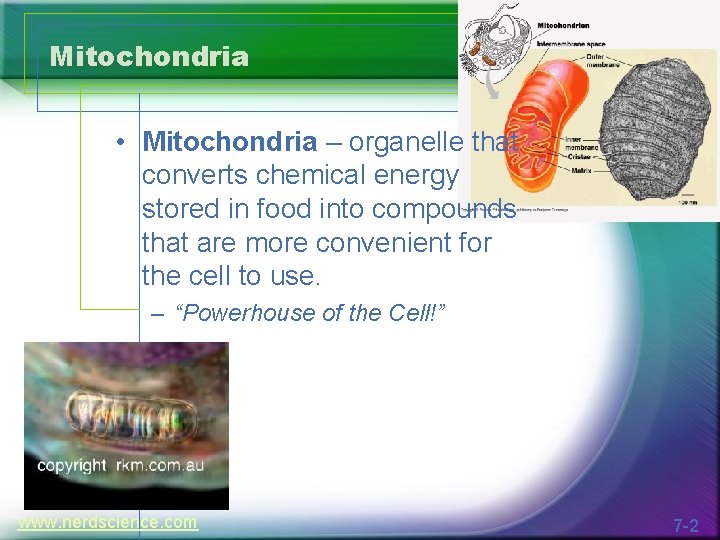 Mitochondria • Mitochondria – organelle that converts chemical energy stored in food into compounds