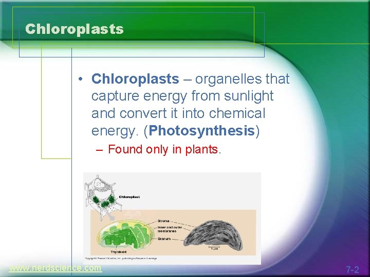 Chloroplasts • Chloroplasts – organelles that capture energy from sunlight and convert it into