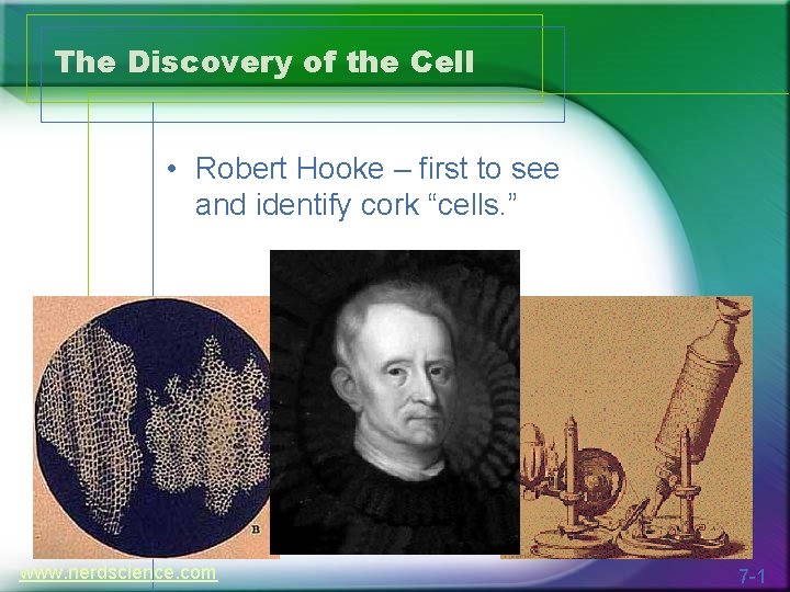 The Discovery of the Cell • Robert Hooke – first to see and identify