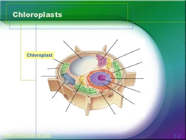 Chloroplasts Chloroplast www. nerdscience. com 7 -2 