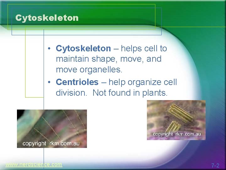 Cytoskeleton • Cytoskeleton – helps cell to maintain shape, move, and move organelles. •
