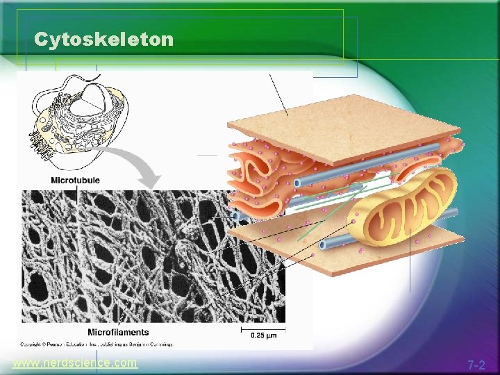 Cytoskeleton www. nerdscience. com 7 -2 