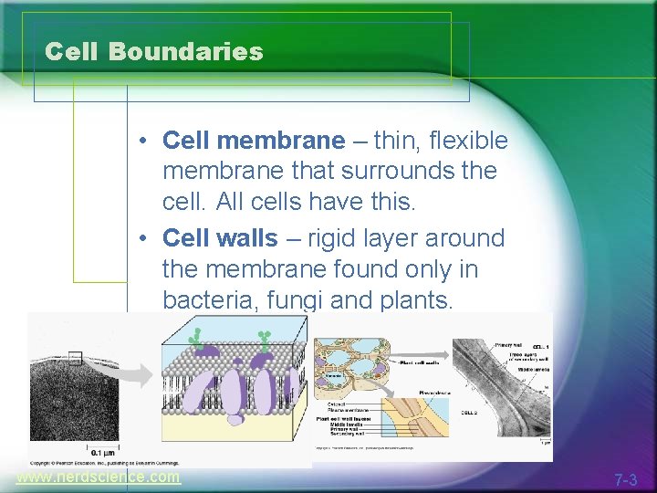 Cell Boundaries • Cell membrane – thin, flexible membrane that surrounds the cell. All