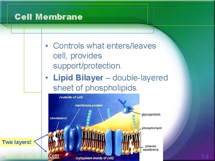 Cell Membrane • Controls what enters/leaves cell, provides support/protection. • Lipid Bilayer – double-layered