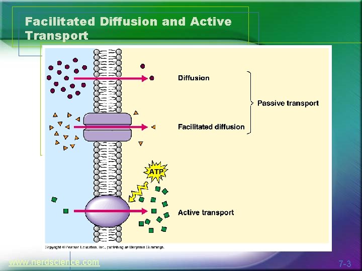 Facilitated Diffusion and Active Transport www. nerdscience. com 7 -3 
