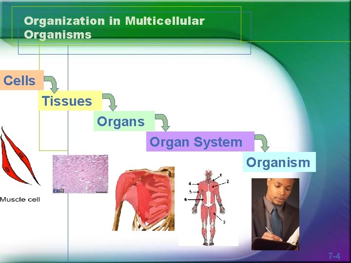 Organization in Multicellular Organisms Cells Tissues Organ System Organism 7 -4 