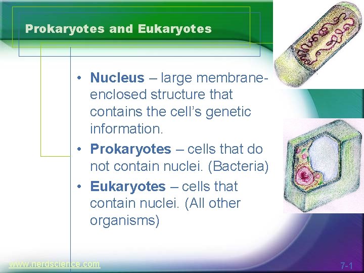 Prokaryotes and Eukaryotes • Nucleus – large membraneenclosed structure that contains the cell’s genetic
