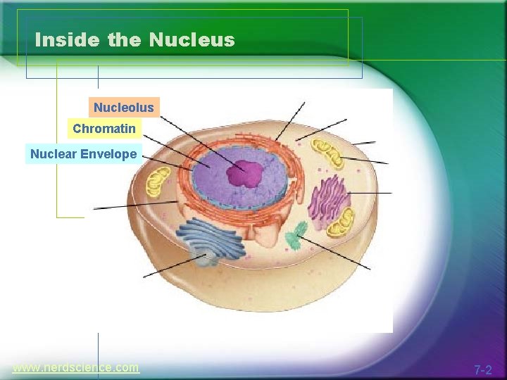 Inside the Nucleus Nucleolus Chromatin Nuclear Envelope www. nerdscience. com 7 -2 