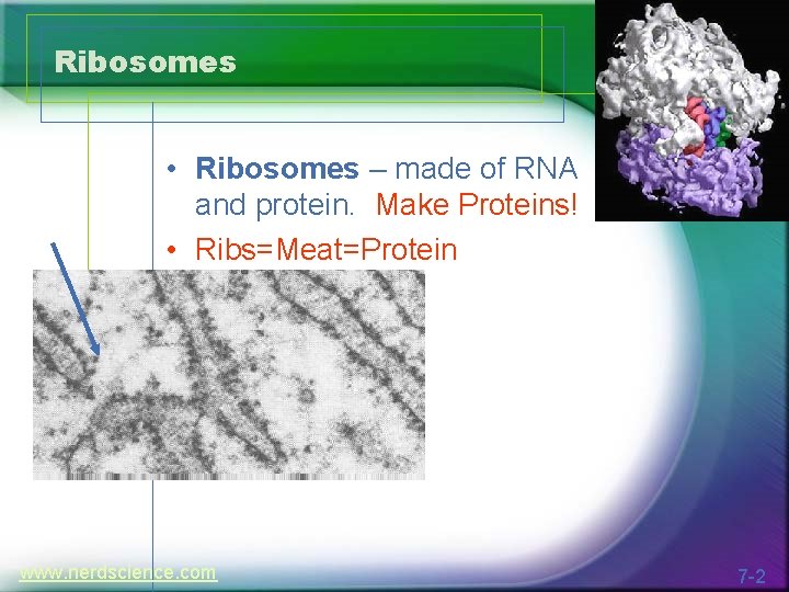 Ribosomes • Ribosomes – made of RNA and protein. Make Proteins! • Ribs=Meat=Protein www.