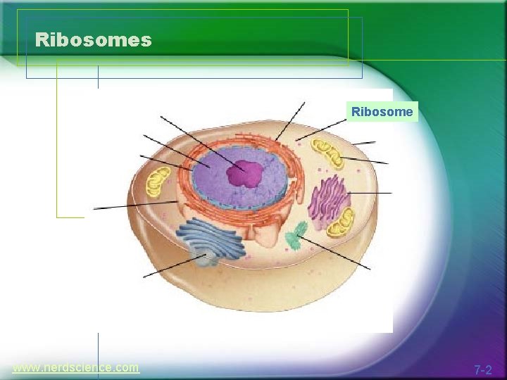 Ribosomes Ribosome www. nerdscience. com 7 -2 