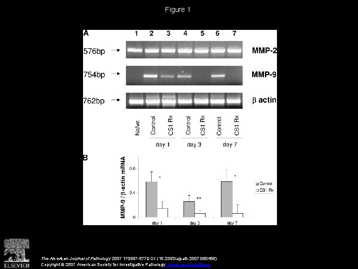 Figure 1 The American Journal of Pathology 2007 170567 -577 DOI: (10. 2353/ajpath. 2007.