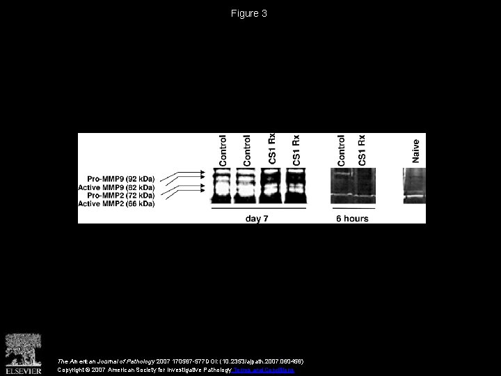 Figure 3 The American Journal of Pathology 2007 170567 -577 DOI: (10. 2353/ajpath. 2007.