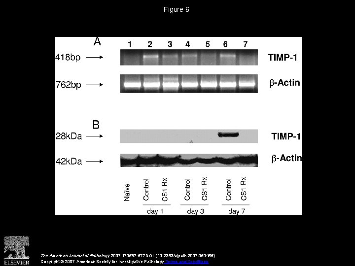 Figure 6 The American Journal of Pathology 2007 170567 -577 DOI: (10. 2353/ajpath. 2007.