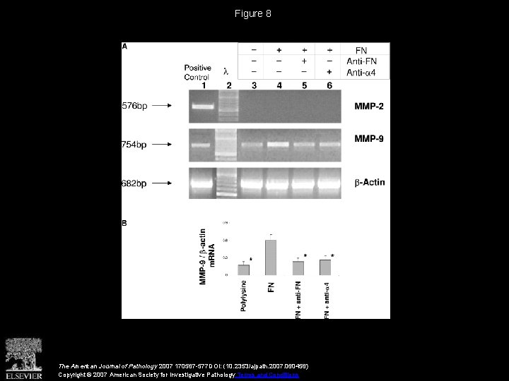 Figure 8 The American Journal of Pathology 2007 170567 -577 DOI: (10. 2353/ajpath. 2007.