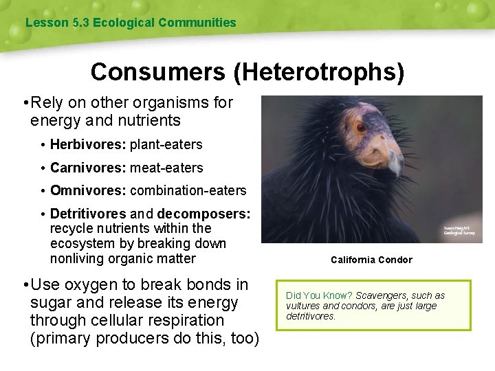 Lesson 5. 3 Ecological Communities Consumers (Heterotrophs) • Rely on other organisms for energy