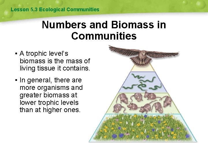 Lesson 5. 3 Ecological Communities Numbers and Biomass in Communities • A trophic level’s