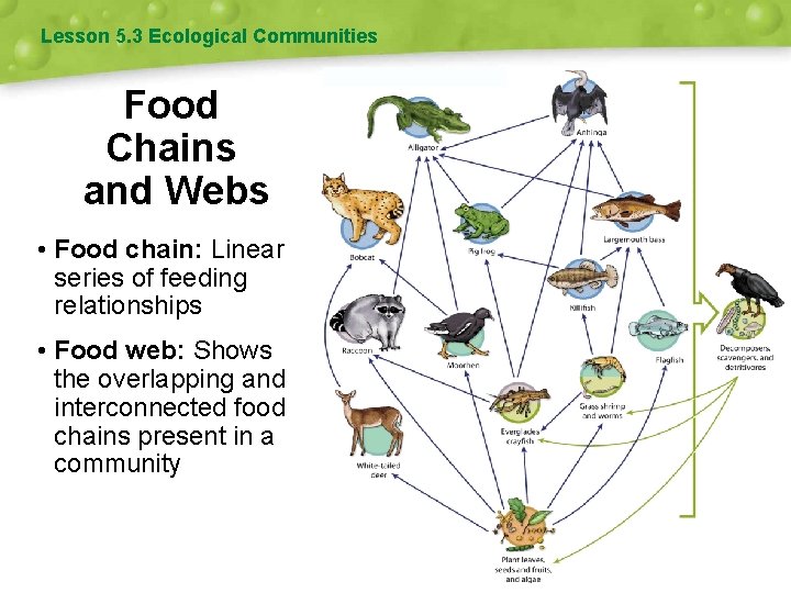 Lesson 5. 3 Ecological Communities Food Chains and Webs • Food chain: Linear series