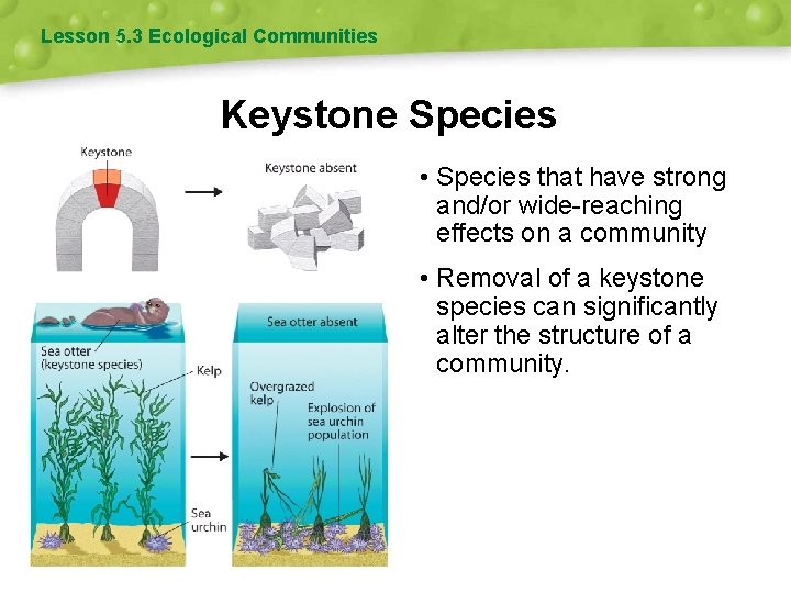 Lesson 5. 3 Ecological Communities Keystone Species • Species that have strong and/or wide-reaching