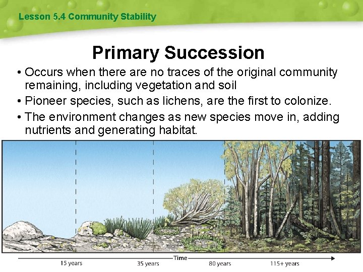 Lesson 5. 4 Community Stability Primary Succession • Occurs when there are no traces