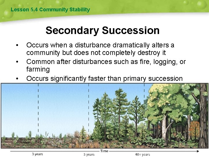 Lesson 5. 4 Community Stability Secondary Succession • • • Occurs when a disturbance