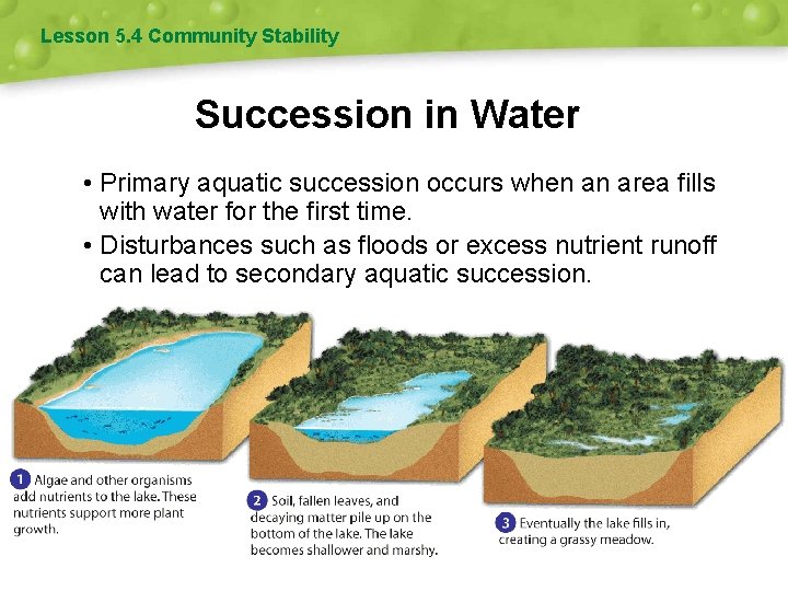 Lesson 5. 4 Community Stability Succession in Water • Primary aquatic succession occurs when