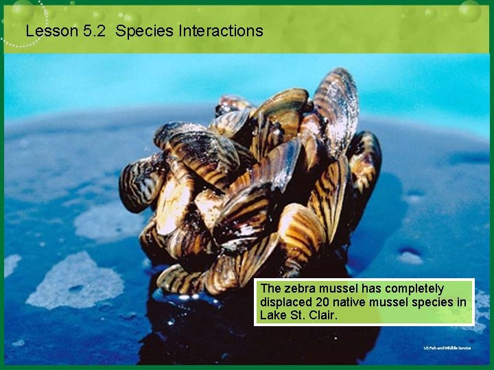 Lesson 5. 2 Species Interactions The zebra mussel has completely displaced 20 native mussel