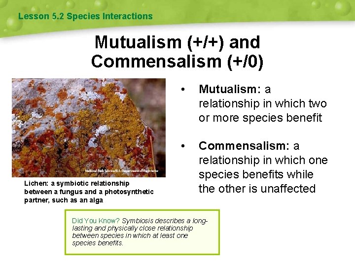 Lesson 5. 2 Species Interactions Mutualism (+/+) and Commensalism (+/0) Lichen: a symbiotic relationship