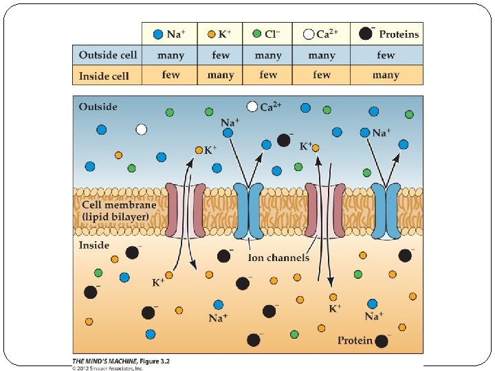 Figure 3. 2 The Distribution of Ions Inside and Outside of a Neuron 