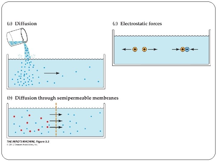 Figure 3. 3 Ionic Forces Underlying Electrical Signaling in Neurons 