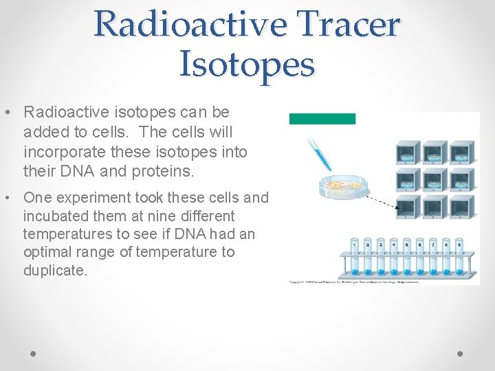 Radioactive Tracer Isotopes • Radioactive isotopes can be added to cells. The cells will