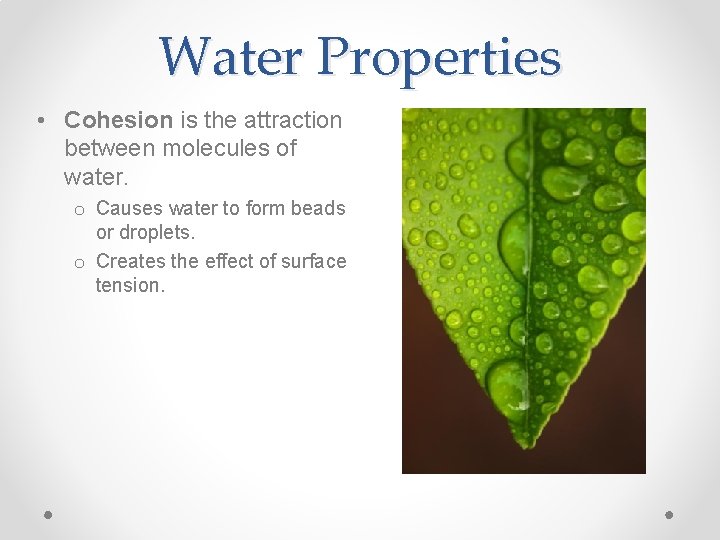 Water Properties • Cohesion is the attraction between molecules of water. o Causes water