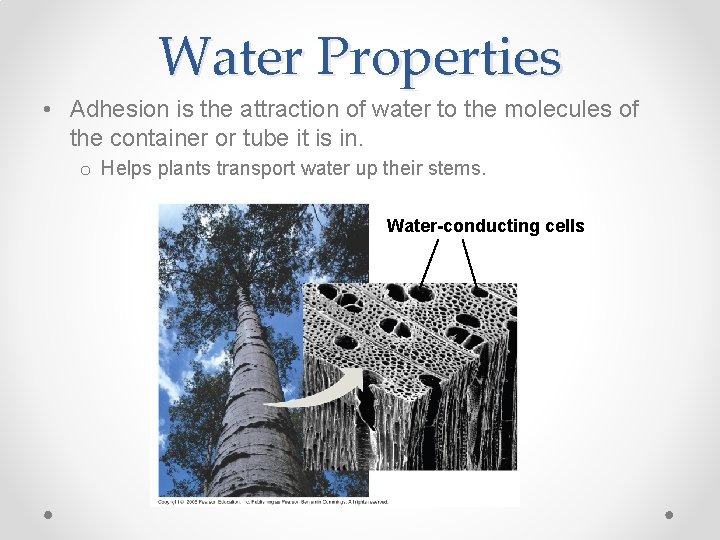 Water Properties • Adhesion is the attraction of water to the molecules of the