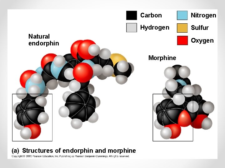 Carbon Nitrogen Hydrogen Sulfur Natural endorphin Oxygen Morphine Structures of endorphin and morphine 